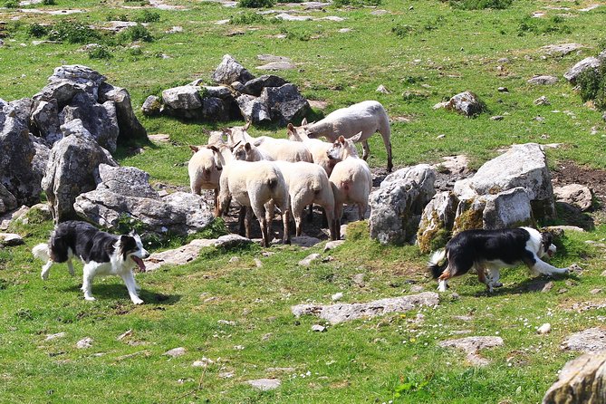 6-Day Magical Southern Explorer Small Group Tour - Day 4: Dingle Shops, Slea Head Drive, and the Sheep-Spotting Factor