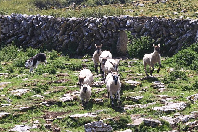 8 Day Emerald Explorer Small Group of tour of Ireland - Killarney National Park to Dingle’s Slea Head Drive: Lakes, Passes, and Atlantic Views