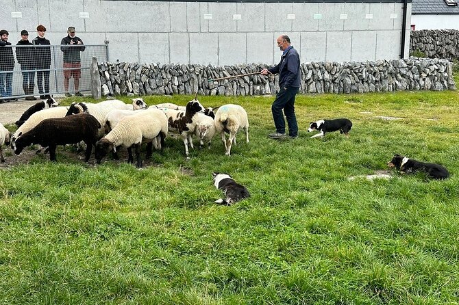 Cliffs of Moher from Dublin Full Day - Private Driver - Caherconnell Stone Fort & Sheepdog Demonstrations: The Real Crowd-Pleaser