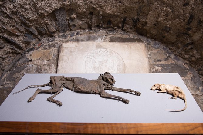 Dublin Christ Church Cathedral Admission Ticket - The medieval crypt exhibition: where the odd details become meaningful
