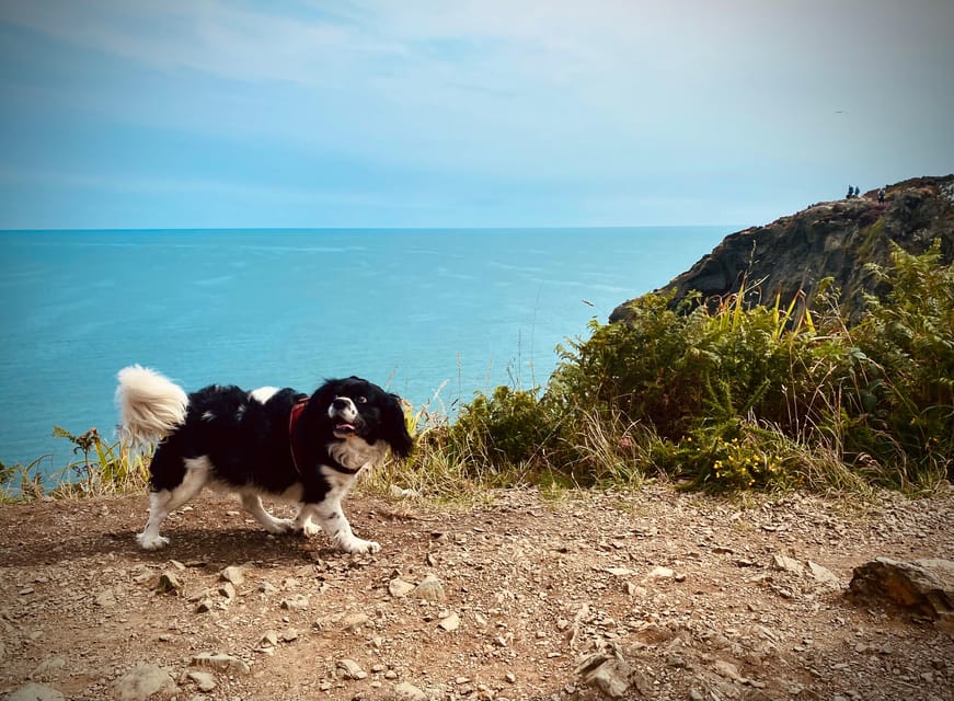 Dublin: Dublin Coastal Hike and Pints & Puppies - Who This Tour Is Best For (and Who Should Skip It)