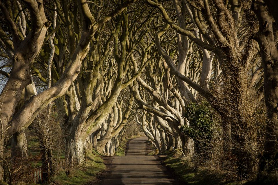 Dublin: Giant's Causeway, Dark Hedges & Titanic Guided Tour - Giant’s Causeway: basalt columns, legends, and slippery footing