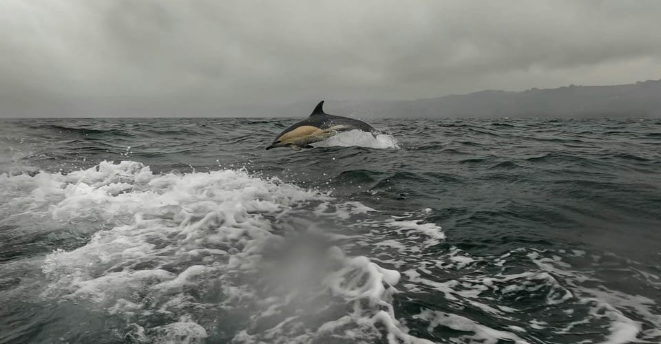 Dublin: History and Wildlife Boat Tour with Live Commentary - Quick hits before you go