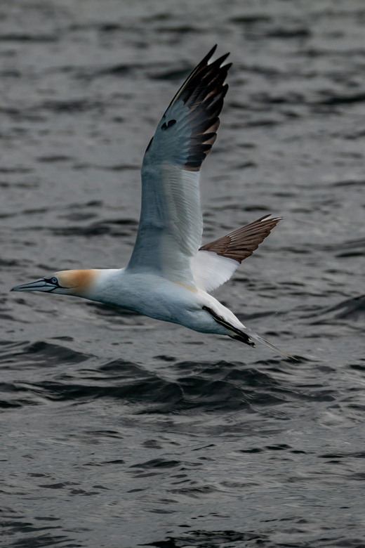Dublin: History and Wildlife Boat Tour with Live Commentary - The Billy Goat rib ride and why 1.5 hours works