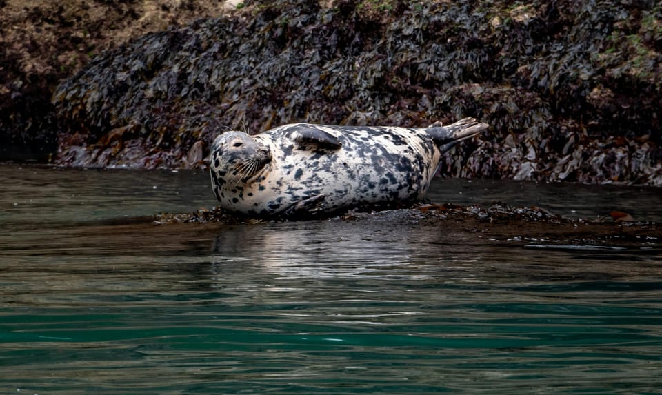 Dublin: History and Wildlife Boat Tour with Live Commentary - Safety briefing first, then all-weather gear you’ll actually use