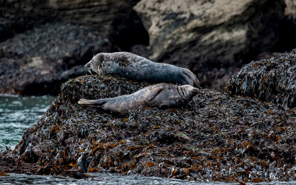 Dublin: History and Wildlife Boat Tour with Live Commentary - Hidden and secret stops: why quick side-shifts matter