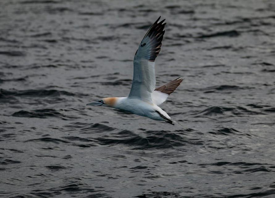 Dublin: History and Wildlife Boat Tour with Live Commentary - Price at about $56: value for a boat-and-guide day