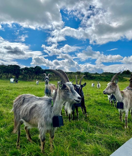Dublin: Howth Safari Hiking Tour - Jamesons Cove and the smaller coves: the point of staying off the main road