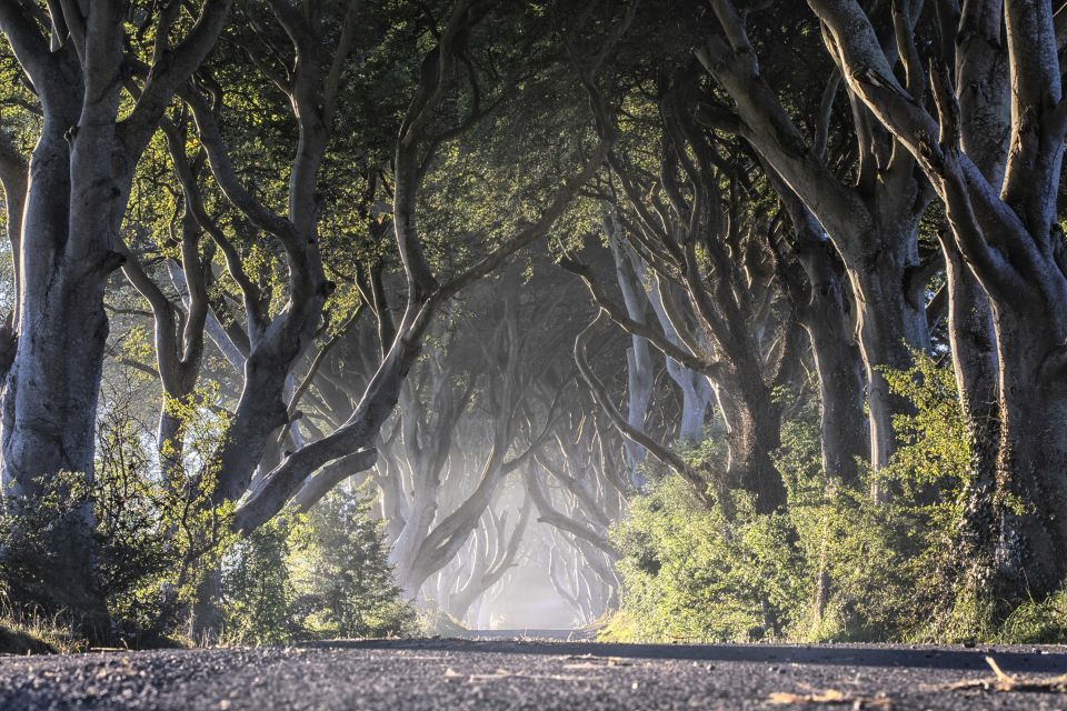 From Dublin: Giant's Causeway Tour and Whiskey Tasting - Dark Hedges for Game of Thrones Magic (Plus Real-World Tree Beauty)
