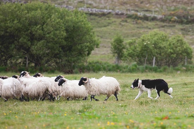 From Dublin: Wicklow, Glendalough, Waterfall & Sheepdog Demo - Glendalough Monastic Site and the St. Kevin Connection