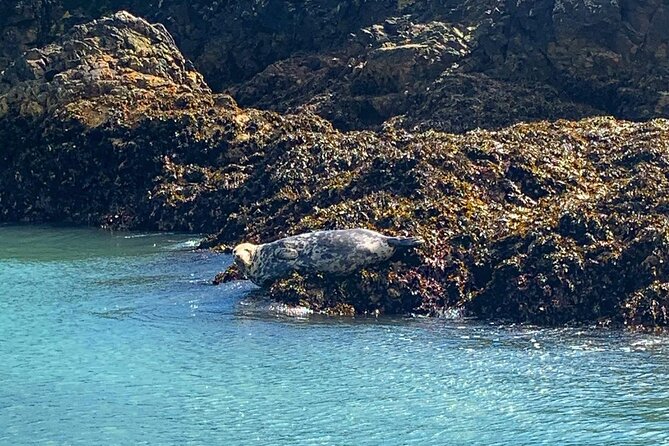 Howth Cliffs and Ireland's Eye Ferry Boat Tour - Howth Cliffs and Ireland’s Eye: what this tour really delivers
