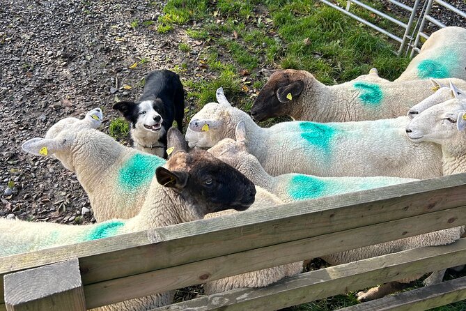 Sheepdogs in the countryside, authentic Dubliners city tour combo - Fishamble Street and the last remaining city gate: medieval Dublin without the museum