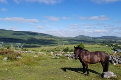 Wicklow Mountains Horse Trekking - The short lesson: your real prep for the saddle