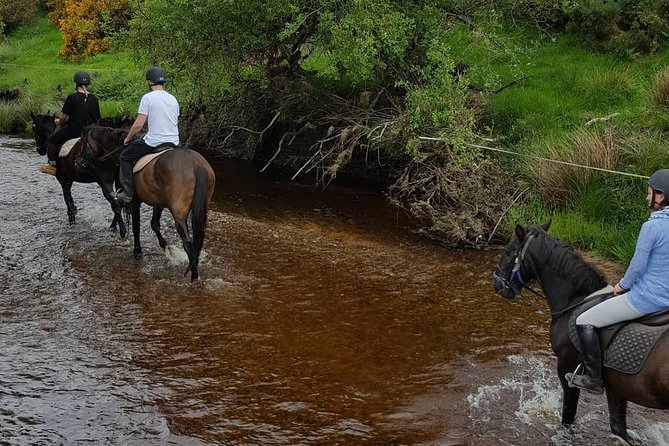 Wicklow Mountains Horse Trekking - Why the group stays small (and how that changes your ride)